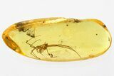 Detailed Fossil Spider (Araneae) In Baltic Amber #321722-1